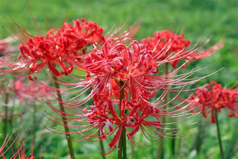 彼岸花 地獄花|彼岸花（ヒガンバナ）とは ＜花言葉・由来・開花時期などを紹。